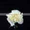 Low price Snow White white color carnation flower