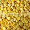 High quality IQF Frozen Sweet Corn for sale