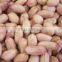 Peanut kernels in long shape for sale