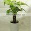 Five braided pachira macrocarpa aquatica bonsai money tree plant indoor ornamental decorative potted plants nursery pachira