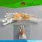 High quality Life-size foot joint with ligaments for medical aid