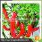 China Supply IQF Frozen Red Chilli With Good Price