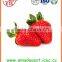 New crop High quality chinese Fresh Strawberry
