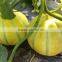 King Lord-Hybrid thin peel sweet melon seeds for growing