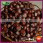 2015 New Crop Organic Yanshan Raw Fresh Chinese Chestnut Nuts