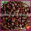 2015 New Crop Organic Yanshan Raw Fresh Chinese Chestnut Nuts