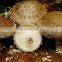 fresh shiitake mushroom /high quality xianggu for sale