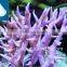 Artifical Aquarium Salt For Hard Corals