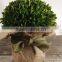 preserved boxwood bundle