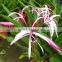 Crinum asiaticum( Spider Lily,Giant Crinum Lily, ) Ornamental Plants