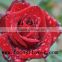 2016 newest jasmine flower importers natural flowers fresh rose flower from kunming