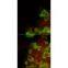 LED Fluorescence Illuminator MF-LED