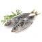 small eye horse mackerel frozen horse mackerel fish decapterus maruadsi