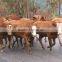 Probiotics for animal drinking additive
