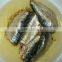 Frozen sardines fish different type best canned sardines