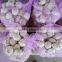 4.5CM PURE WHITE GARLIC AND NORMAL WHITE GARLIC