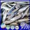 whole round pacific mackerel with landing frozen