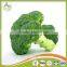 Broccoli Fresh Broccoli Hot Sale fresh green Broccoli