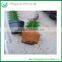 Mini Colorful Grated Cactus