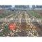 Hot sale agricultural machine 4u-1600 self loading potato harvest