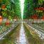 BLD Large Multi-span Plastic film Green house and commercial green house for plant growth
