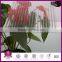 High Quality 4mm 6mm 8mm 10mm 2wall Clear Polycarbonate Sheet