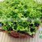 iron frame willow body wicker baskets for plants with plastic lining