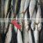 FROZEN WHOLE ROUND SARDINE SEAFOOD FOR SALE
