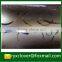 office stationary waterproof corrugated pp plastic sheet roll