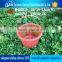 vegetable dish bowl water basin
