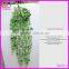 Hot Selling Evergreen Ornamental Outdoor Foliage Plants
