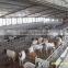 steel structure horse house