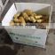 Best Sale Competitive Price Fresh Ginger From China