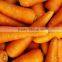 HIGH QUALITY FRESH CARROT 2015