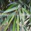 Outdoor Natural Plants Ficus Binnendijkii