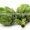 GMP Natural High Artichoke Extract