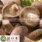 Fresh shiitake mushroom China low prices wholesale spawn cultivation