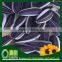 Wholesale chinese Sunflower Seeds american type 5009