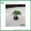 Natural Plants Ficus Ginseng Bonsai