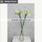 Cheap wholesale large amaryllis for Halloween arrangement