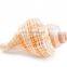 Vietnam Sea Shells Mixed Ocean/ Various Sizes Natural Seashells for Fish Tank, Home Decorations, Beach Theme Party