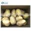 Sinocharm  Frozen vegetables  Insect-free hygiene and high quality IQF  9*9 mm Natural length Potato Strips Frozen Potato