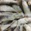 Frozen whole round sardine fish