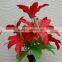 Hot Selling Artificial Lily Flowers for Holiday Decoration