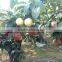 Crown Pears/Huangguan Pear/ Asian Golden pear fruit from China