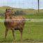 Re-used Deer plastic fence products is very popular