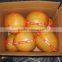 Chinese pomelo on sale/Fresh pomelo fruit/Fresh fruit shaddock pomelo