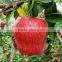 Full red huaniu apple new crop fresh red huaniu apple