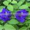 Superior Quality Butterfly Pea flower Tea Tins Manufacturers