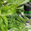 100% Pure Basil Oil | Basil Essential Oil For Export